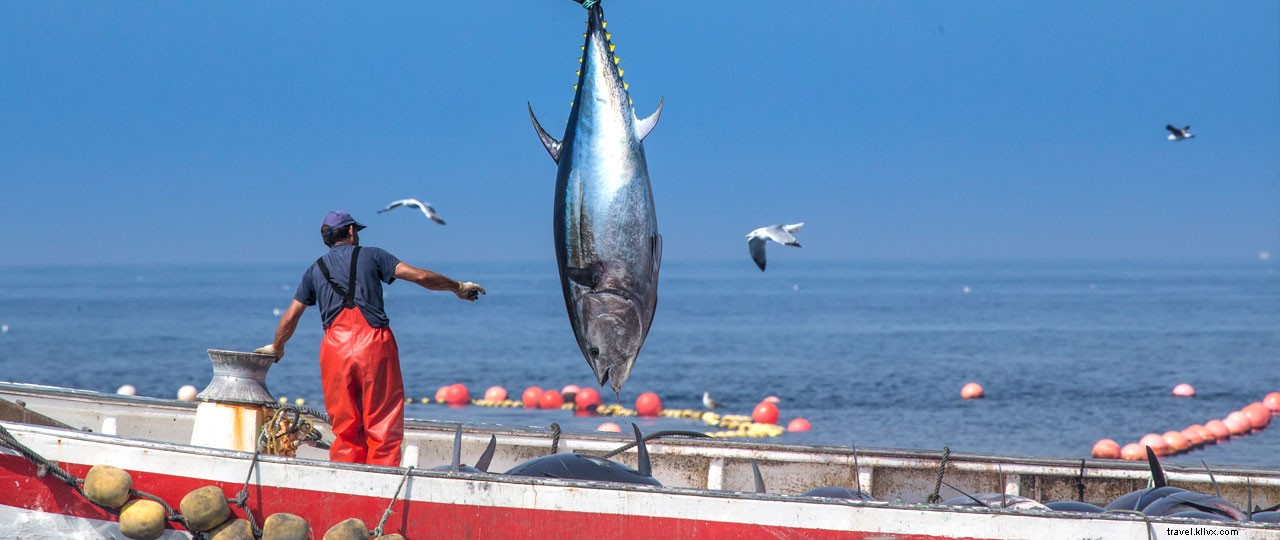 Cádiz Seafood Delights: Innovative Flavors from Plankton to Almadraba Tuna