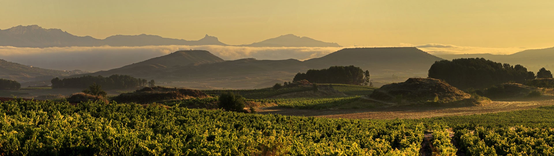 Unmissable Wine Experiences in La Rioja: Balloon Rides, Tapas, and Michelin Dining