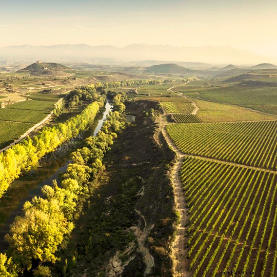 Spain: The Nation with the World s Largest Vineyard Area