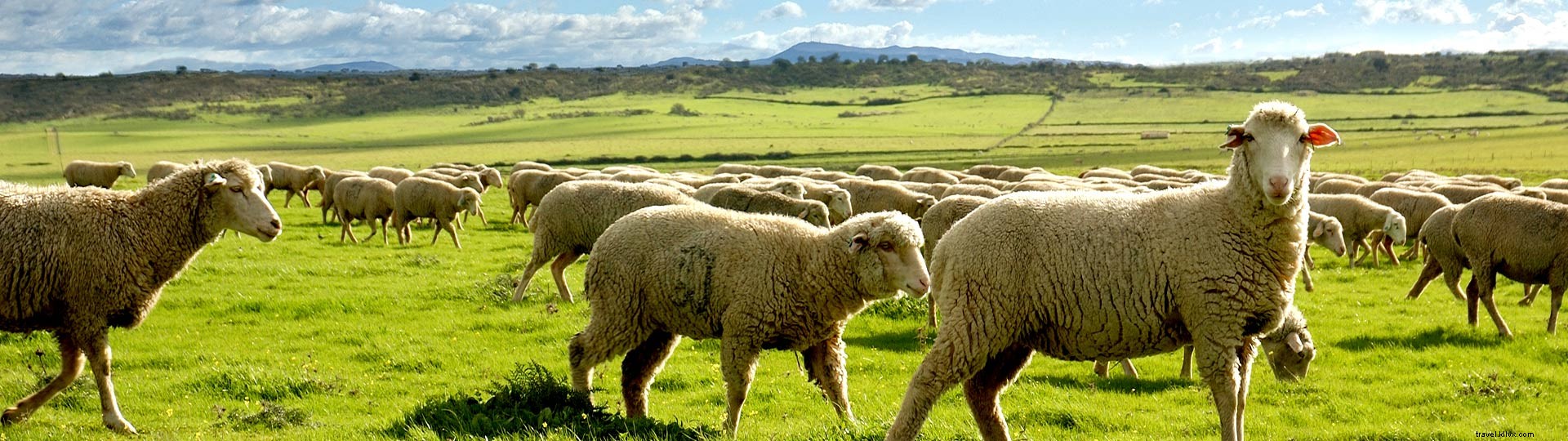 The Cheeses of Extremadura: A Gourmet Journey Along the Cheese Route