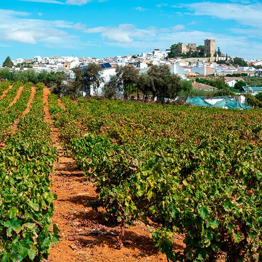 Discover Andalusia s Vibrant Wine Harvest Festivals: Sherry, Flamenco, and Traditions