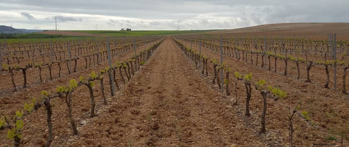 Castilla y León s Historic Wineries: An Expert Tour of Underground Treasures and Iconic Wines