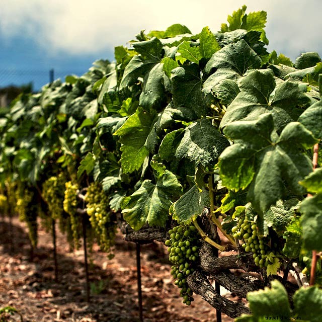 Tenerife Wines: Volcanic Terroir and Flavors That Captivated Shakespeare
