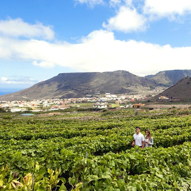 Tenerife Wines: Volcanic Terroir and Flavors That Captivated Shakespeare