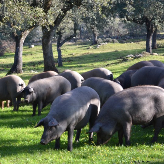 Discover the Guijuelo Iberian Ham Route: A Scenic Journey Through Salamanca s Countryside