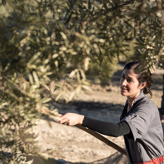 Top Olive Oil Tourism Experiences in Spain: Andalusia, Castile-La Mancha & Beyond