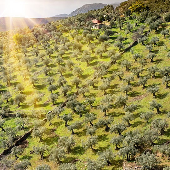 Top Olive Oil Tourism Experiences in Spain: Andalusia, Castile-La Mancha & Beyond