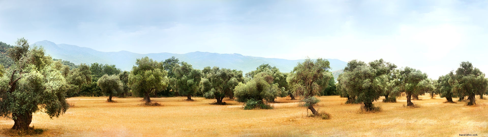 Top Olive Oil Tourism Experiences in Spain: Andalusia, Castile-La Mancha & Beyond
