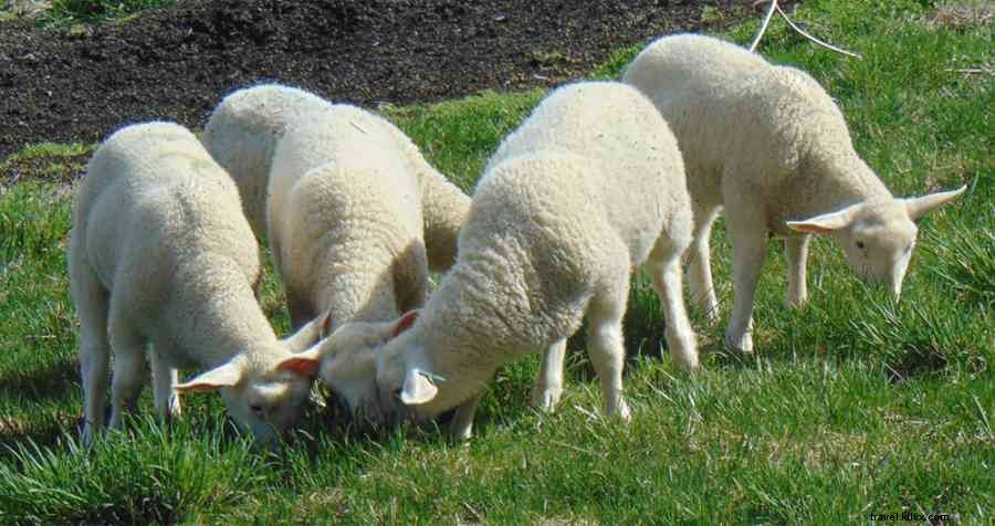 Blending Tradition and Innovation: Goot Essa Brings Artisan Amish Cheese to Customers Nationwide