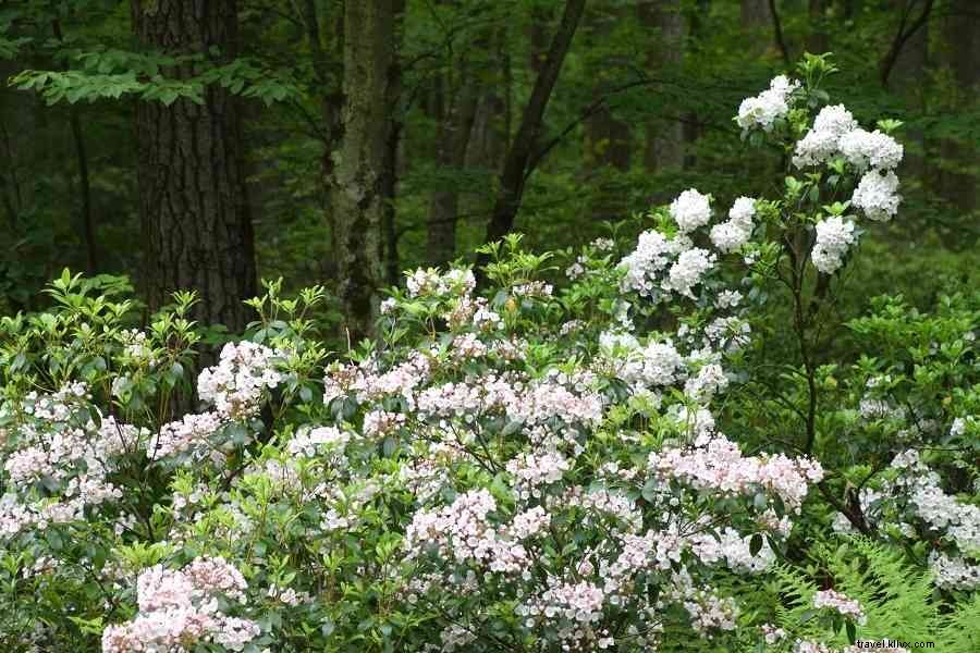 Hidden Gems: Under-the-Radar Ways to Discover Authentic Happy Valley, PA