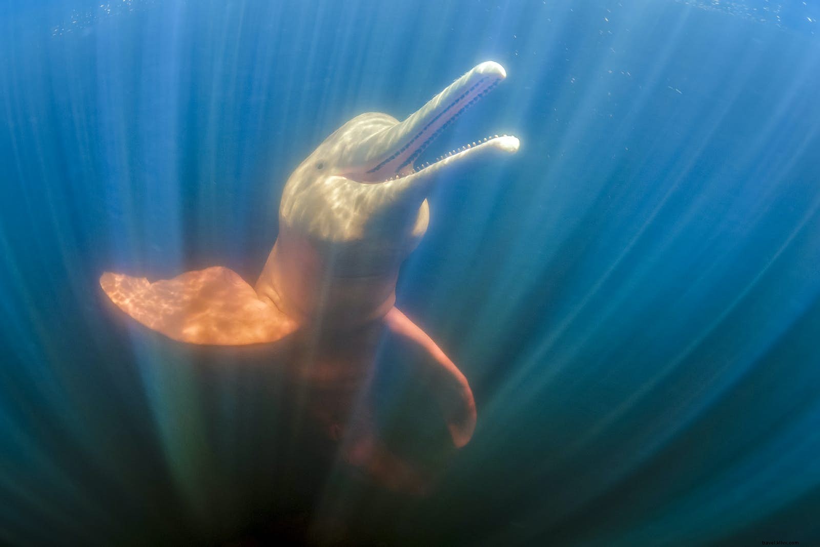 5 Unmissable Ways to Experience Colombia s Extraordinary Wildlife