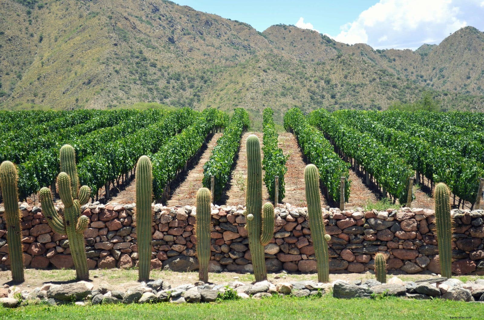 Budget Wine Tasting in South America: Top Regions on a Shoestring Budget