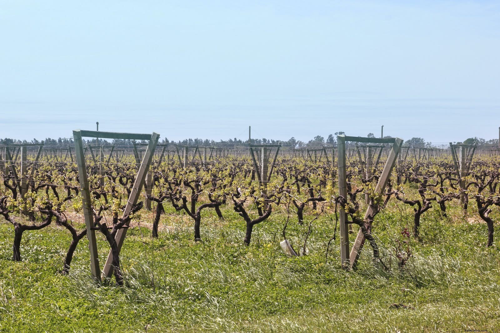 Budget Wine Tasting in South America: Top Regions on a Shoestring Budget