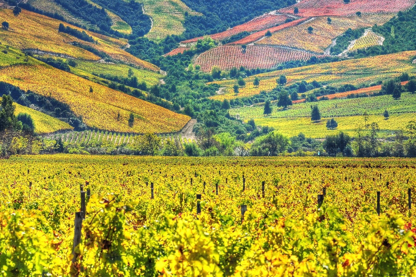 Budget Wine Tasting in South America: Top Regions on a Shoestring Budget