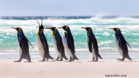 Discover the Falkland Islands: 5 Essential Steps for Wildlife and History