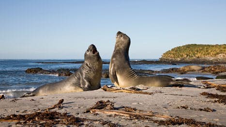 Discover the Falkland Islands: 5 Essential Steps for Wildlife and History