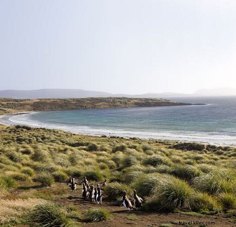 Discover the Falkland Islands: 5 Essential Steps for Wildlife and History