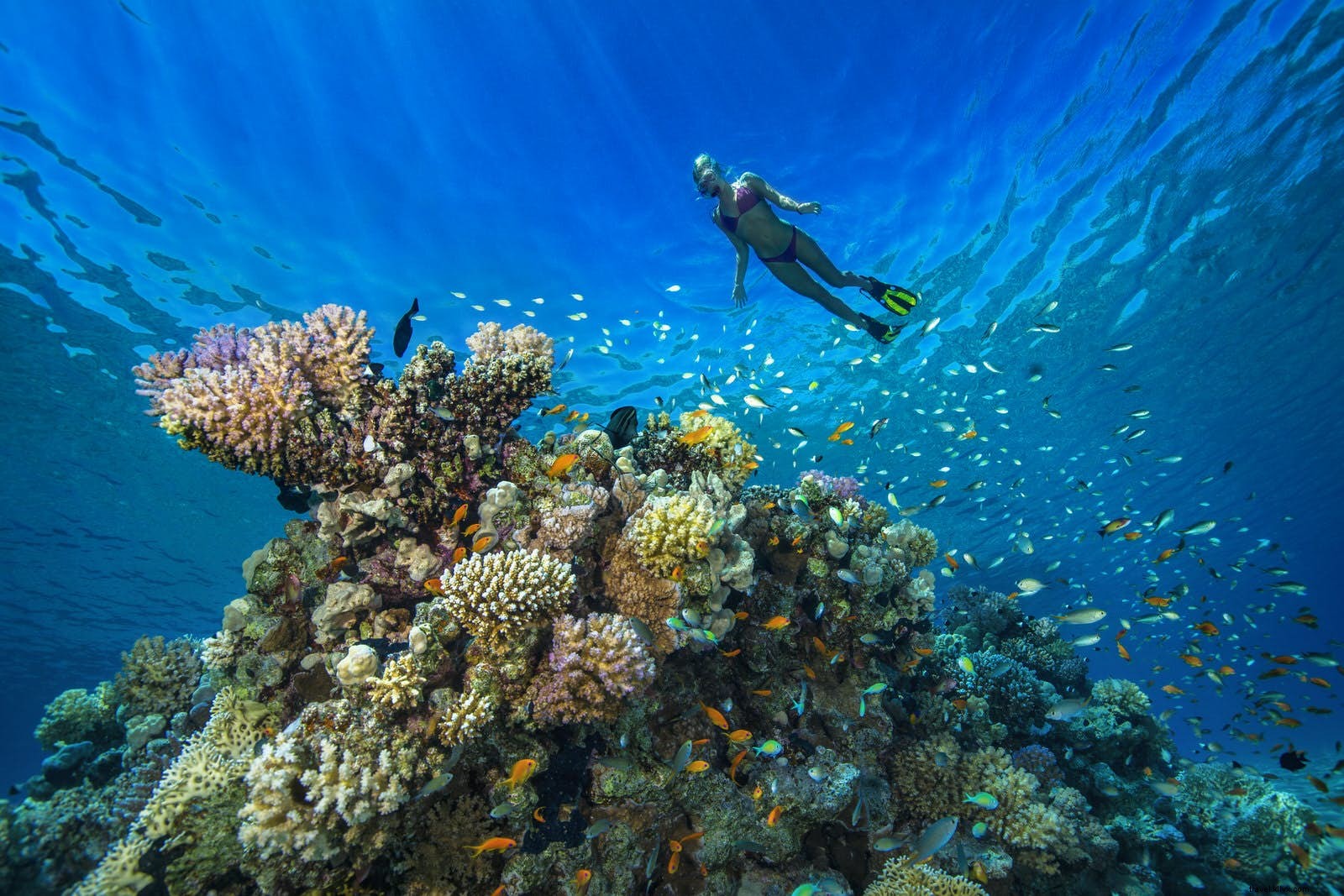 Best Scuba Diving Sites in the Middle East: Red Sea Wrecks, Gulf Reefs & More