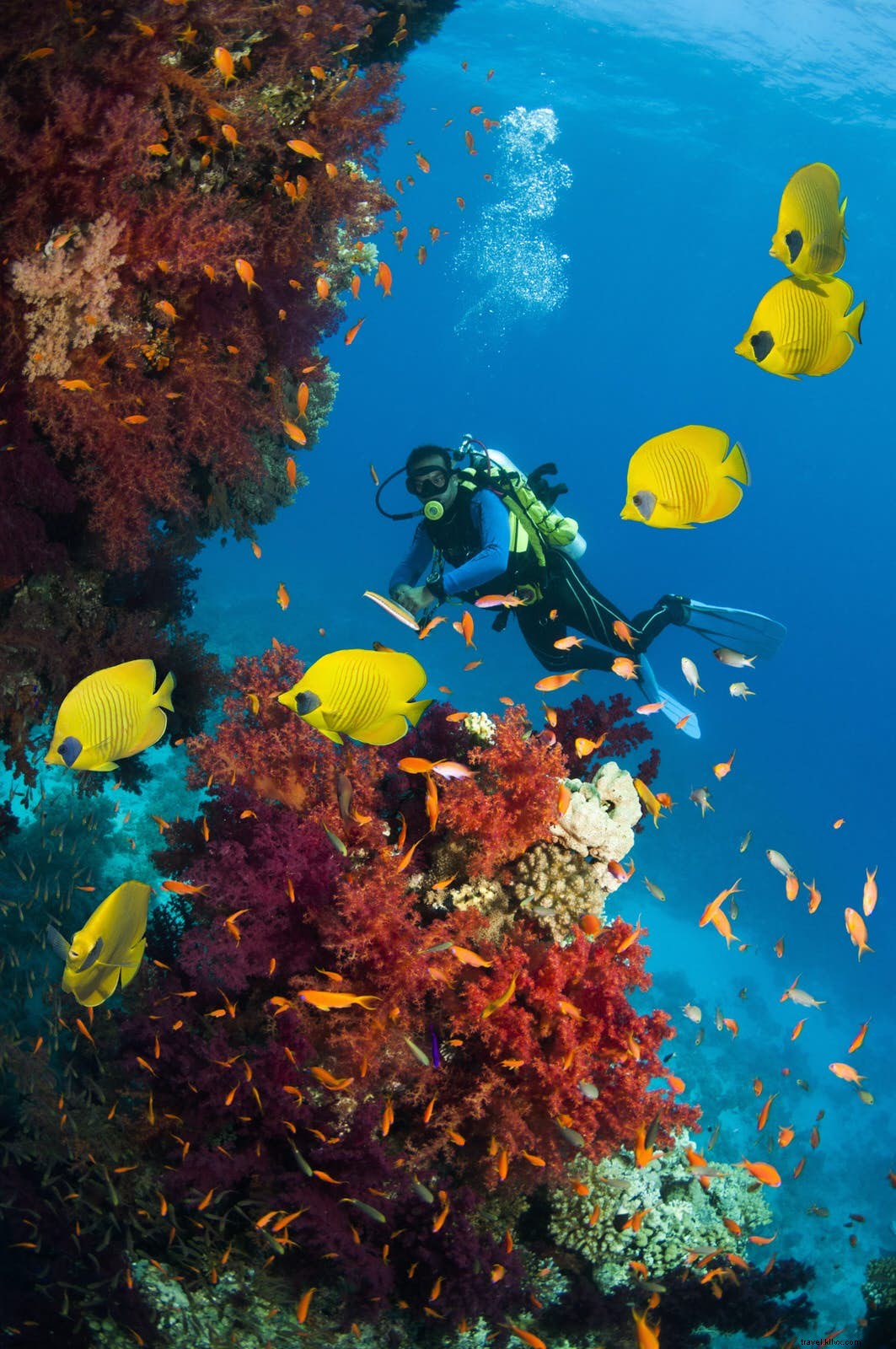 Best Scuba Diving Sites in the Middle East: Red Sea Wrecks, Gulf Reefs & More