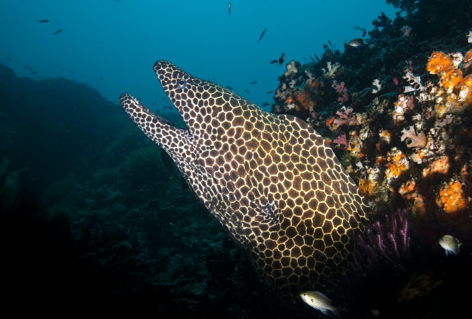 Oman s Underwater Paradises: Top Scuba Dive Sites for Every Diver