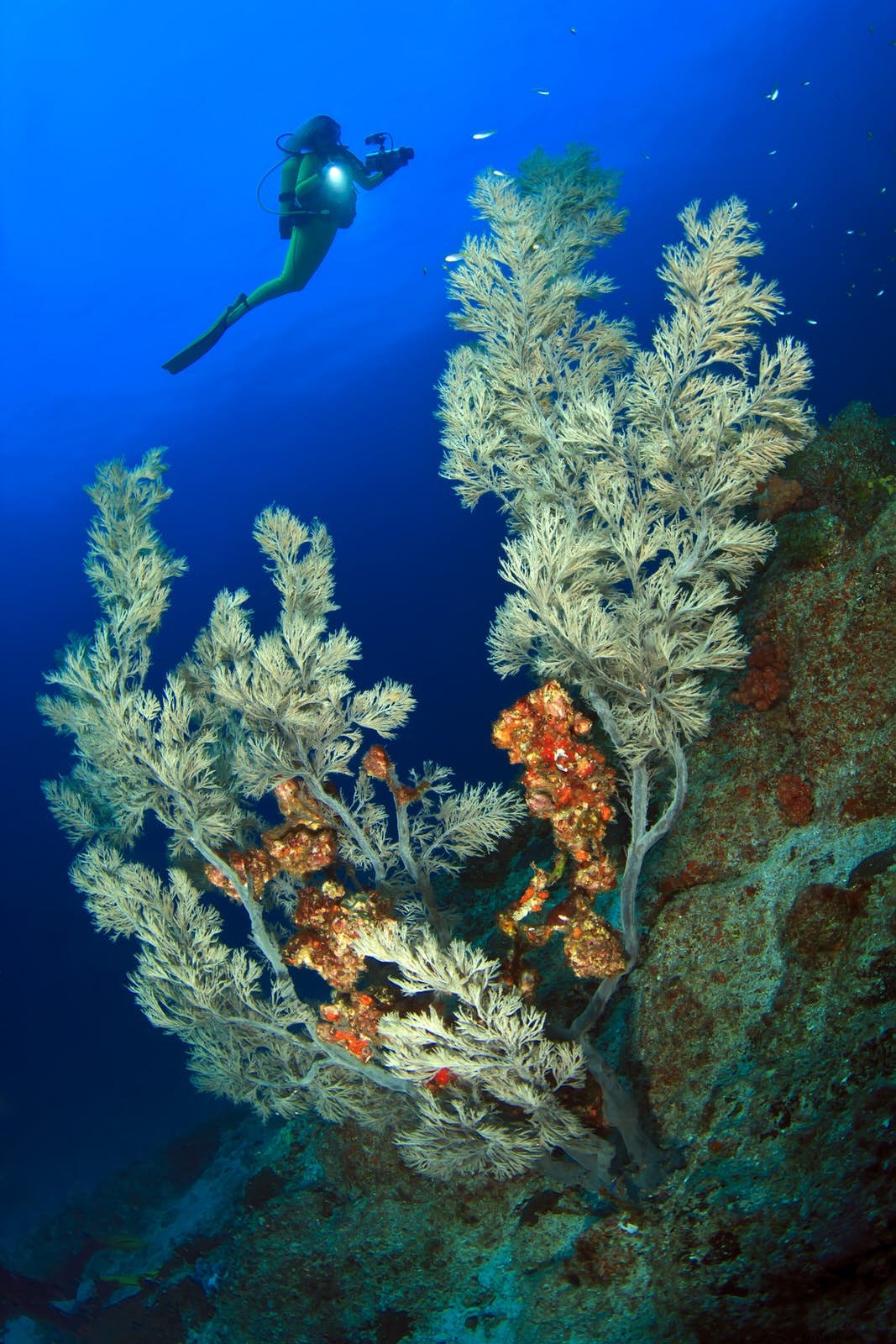 Oman s Underwater Paradises: Top Scuba Dive Sites for Every Diver