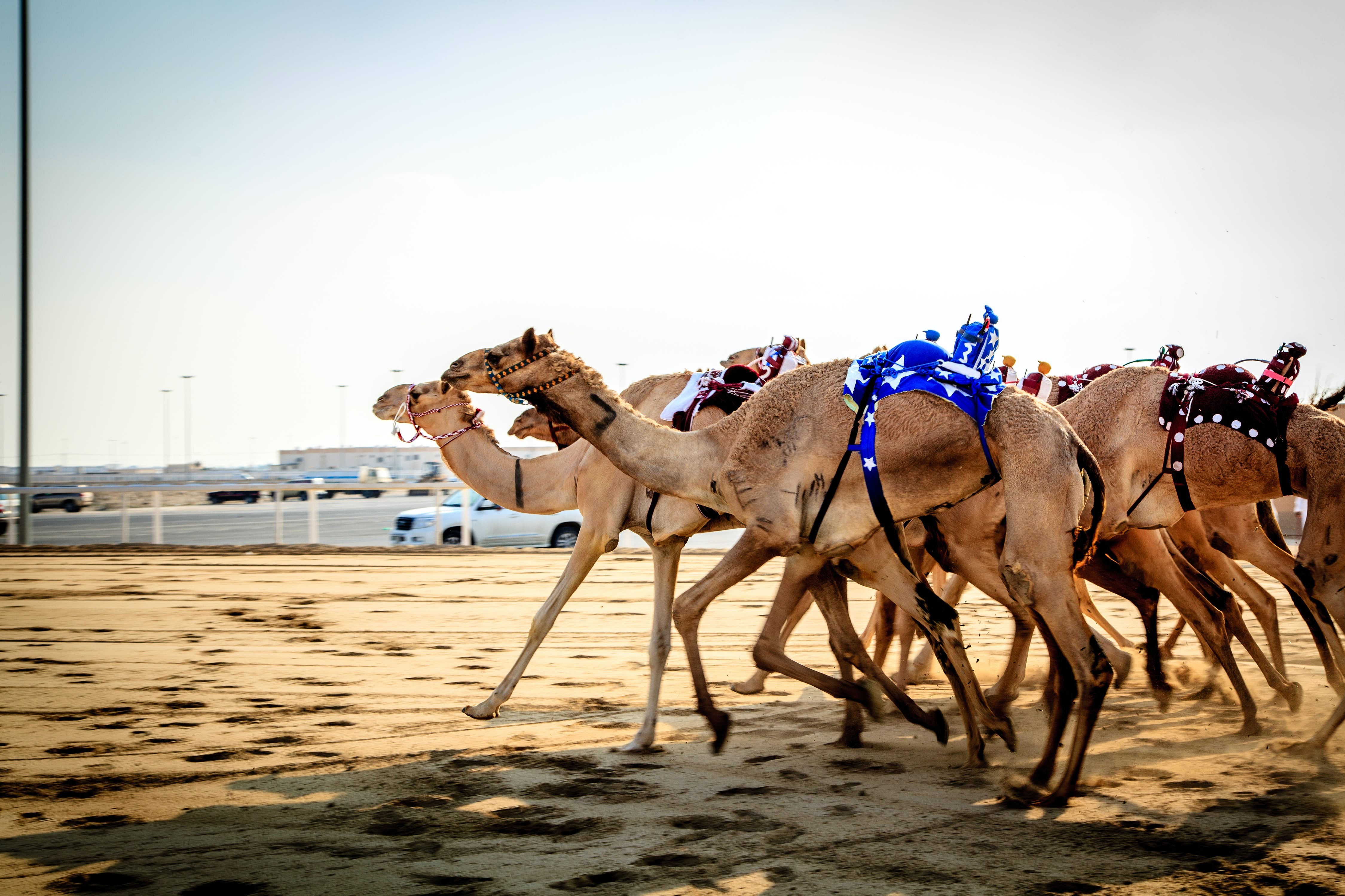 Ultimate Guide to Qatar s Thrilling Outdoor Adventures: Desert, Sea, and Culture