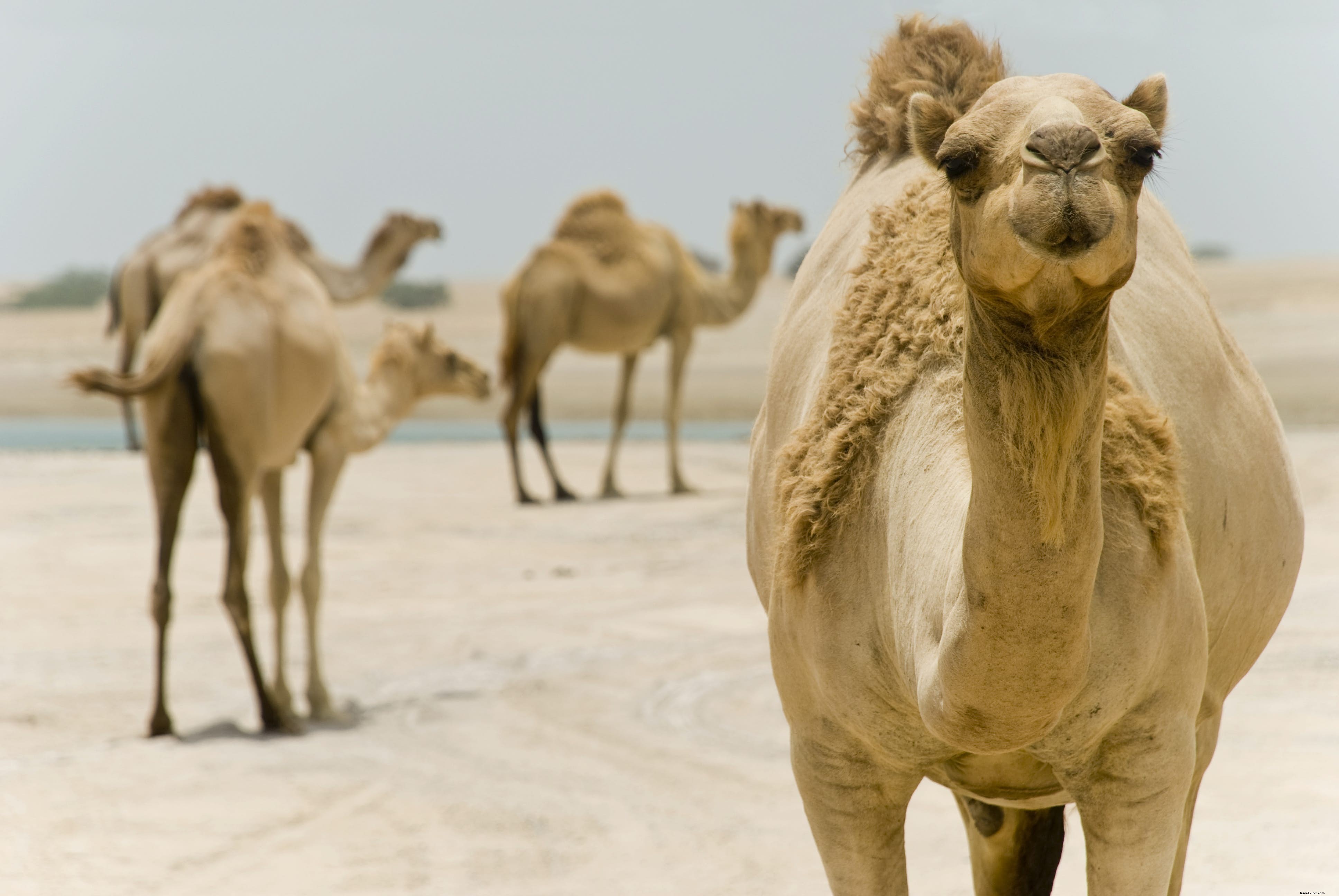 Ras Al Khaimah: Discover Authentic Arabian Heritage and Adventure