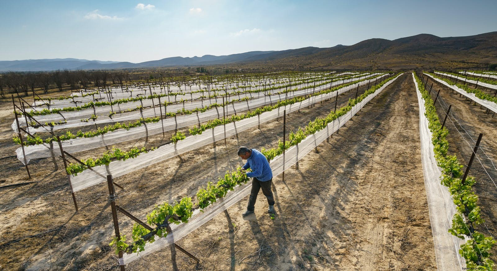 Israel s Negev Desert Wine Route: A 3-Day Itinerary Through Pioneering Vineyards