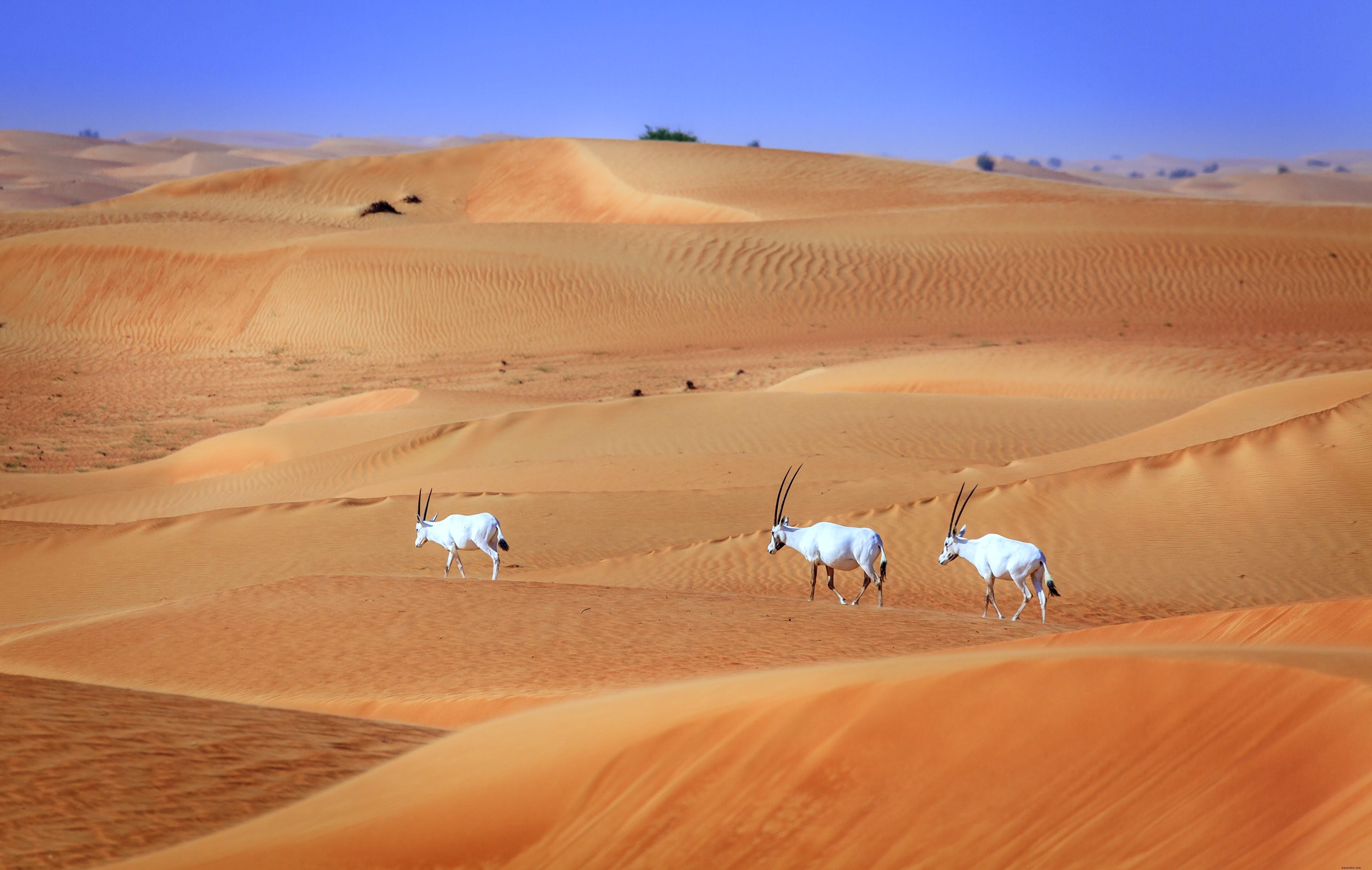 Discover Dubai Desert Conservation Reserve: UAE s Premier Wildlife Sanctuary and First National Park