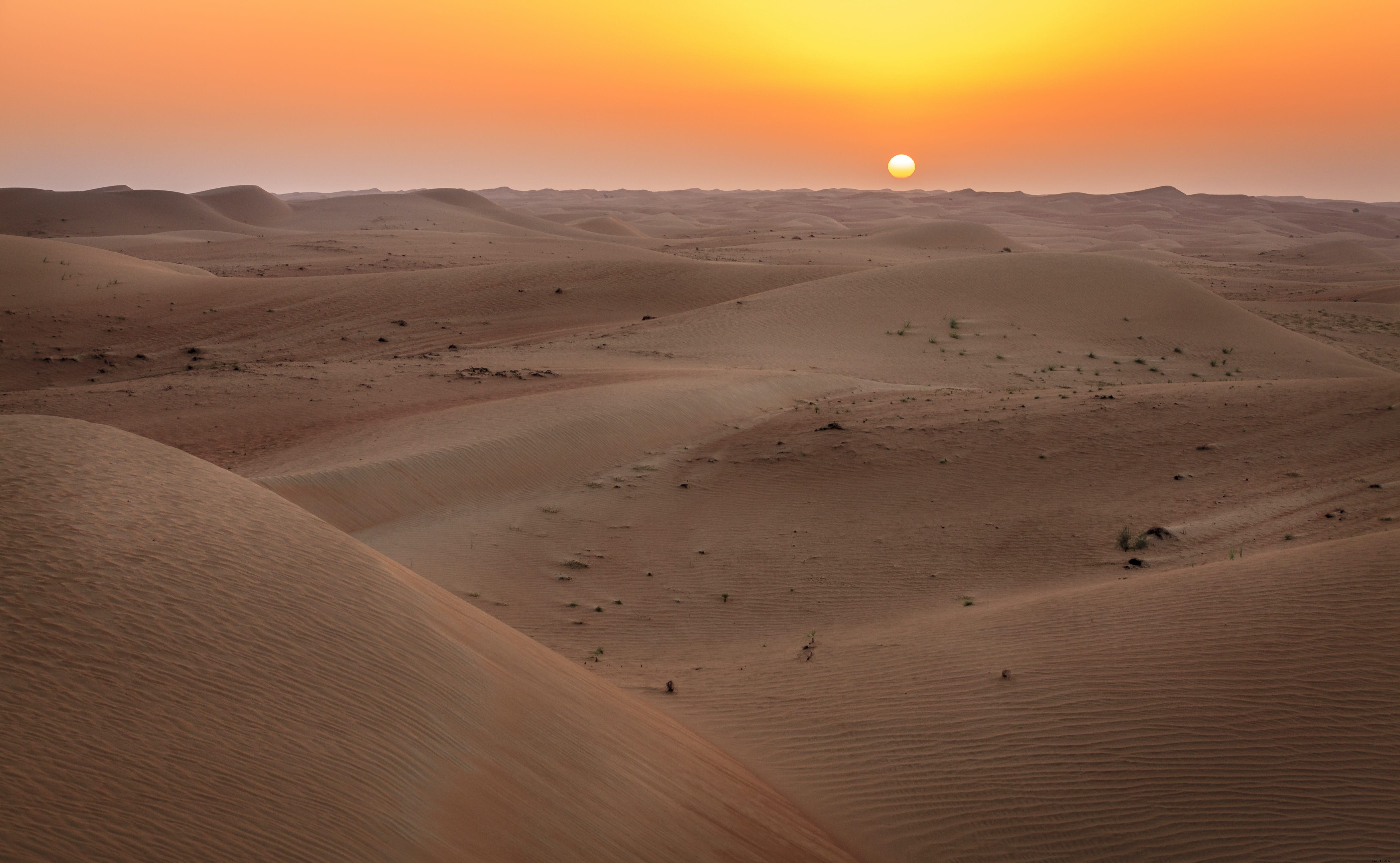 Discover Dubai Desert Conservation Reserve: UAE s Premier Wildlife Sanctuary and First National Park