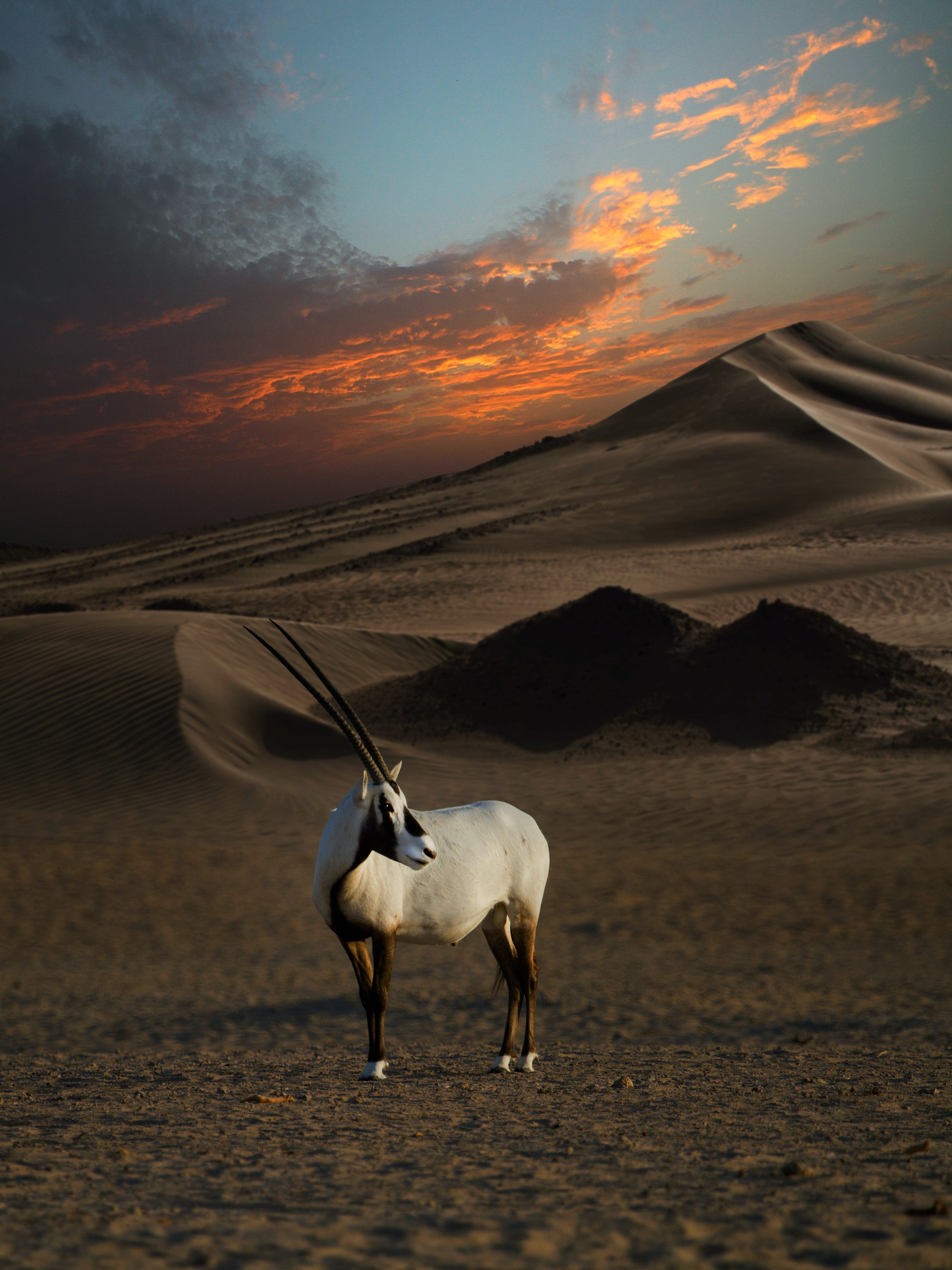 Discover Dubai Desert Conservation Reserve: UAE s Premier Wildlife Sanctuary and First National Park