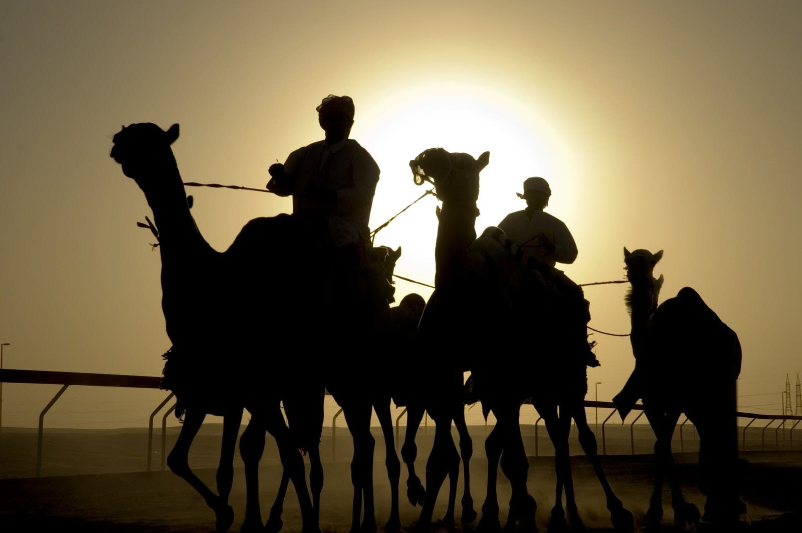 Dubai s Thrilling Sports Scene: From Camel Races to World-Class Cricket