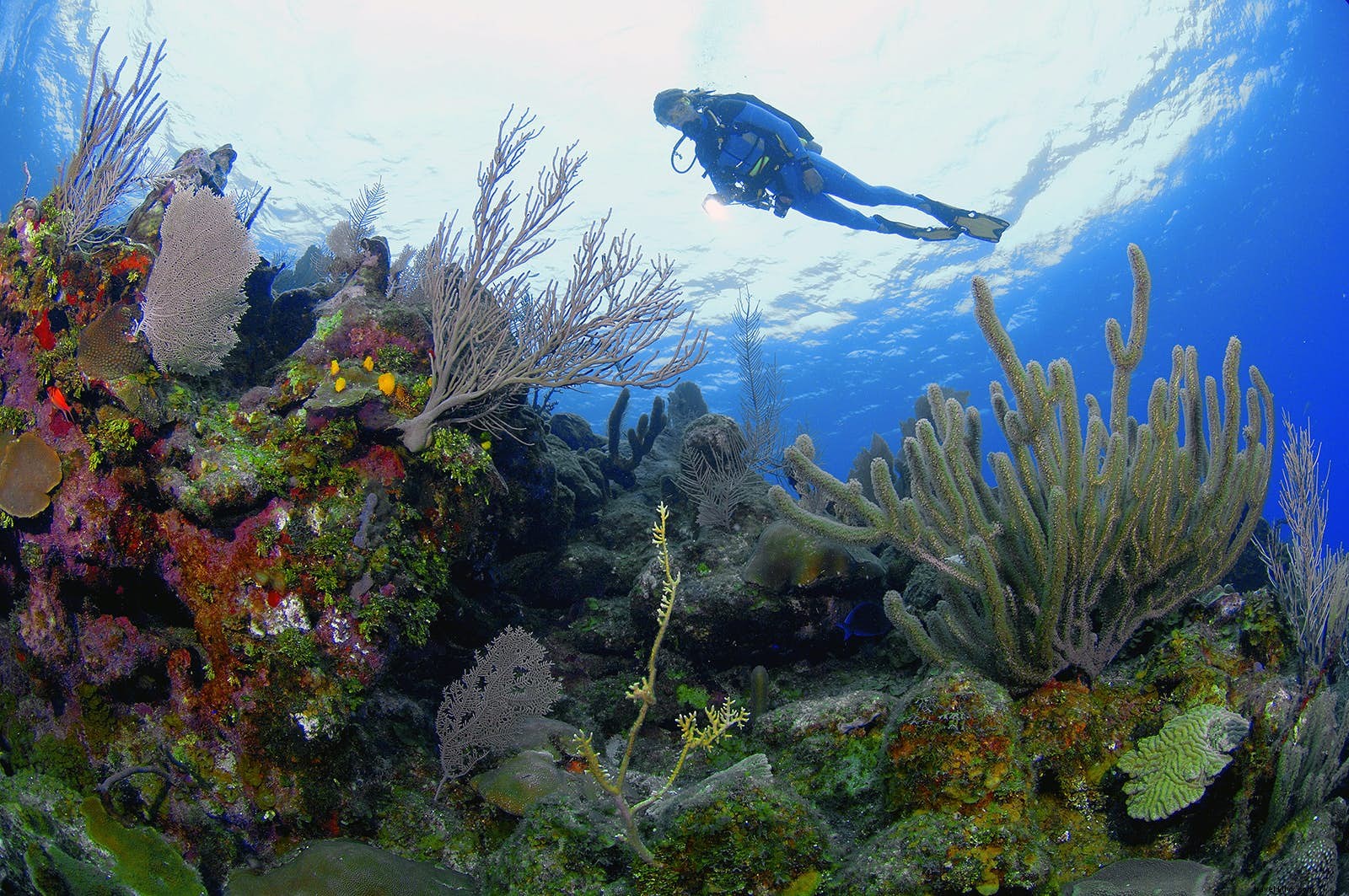 Discover Honduras: 10 Compelling Reasons to Explore This Hidden Central American Gem