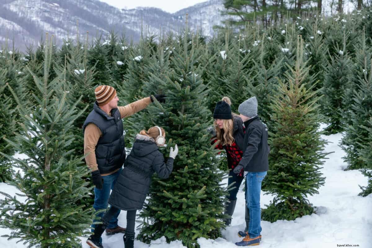 Cut Your Own Perfect Christmas Tree: Top Choose-and-Cut Farms in Haywood County, NC