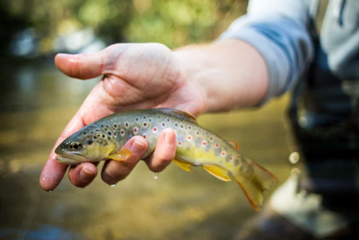 Guided Fly Fishing Expeditions on West Fork Pigeon River | Haywood County