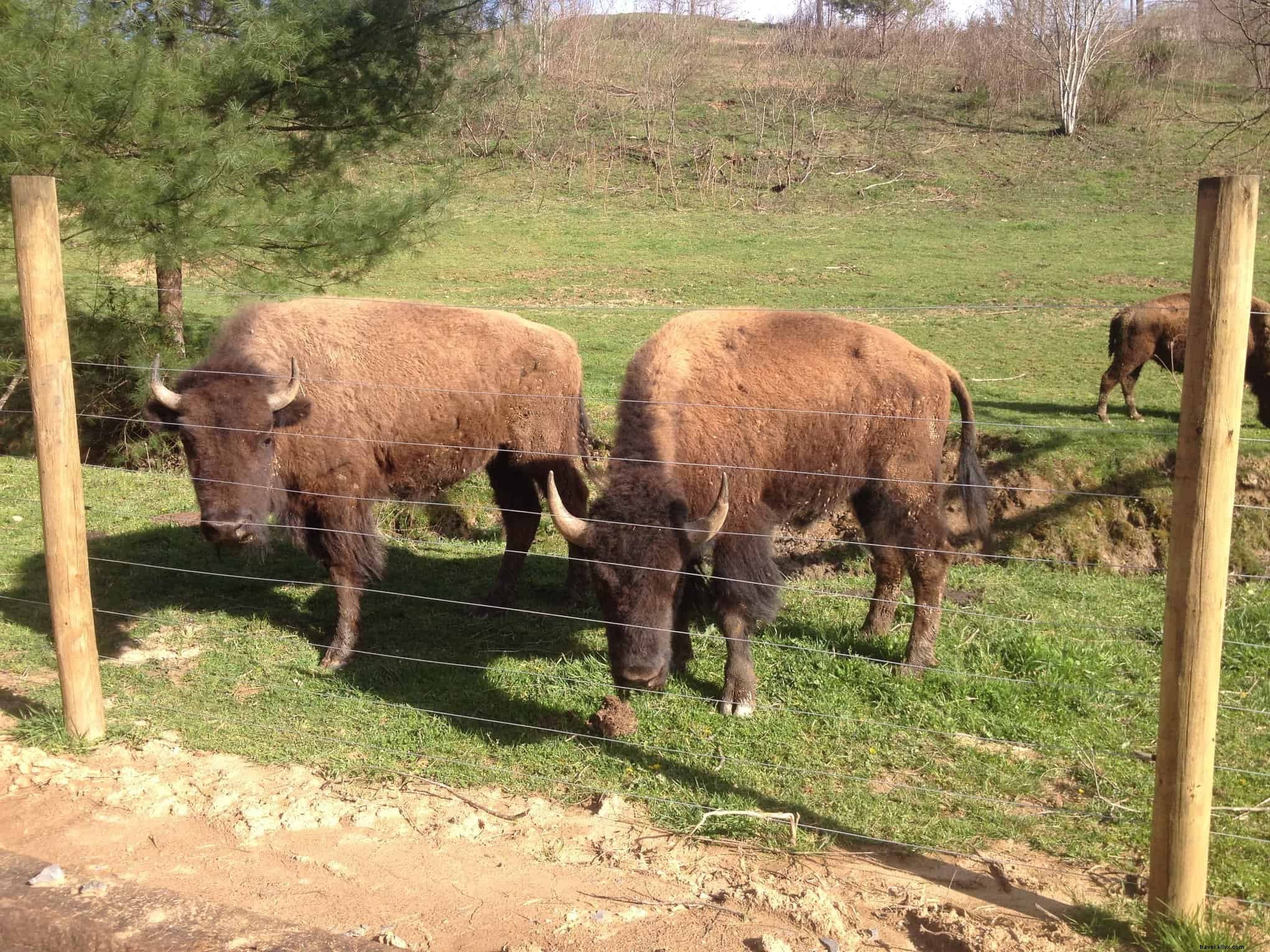 Celebrate National Bison Day in Haywood County – November 6 Family Event