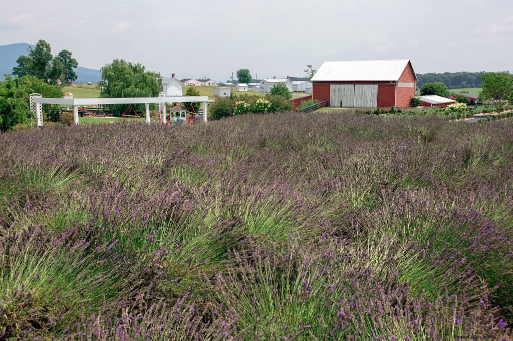 Safe & Fun Summer Adventures: 30+ Kid-Friendly Outdoor Activities in Virginia