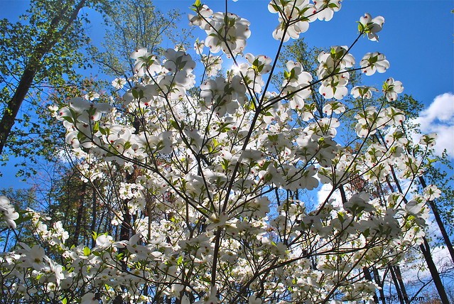 Slow Down to Spot Spring s Wildlife Signs in Virginia State Parks