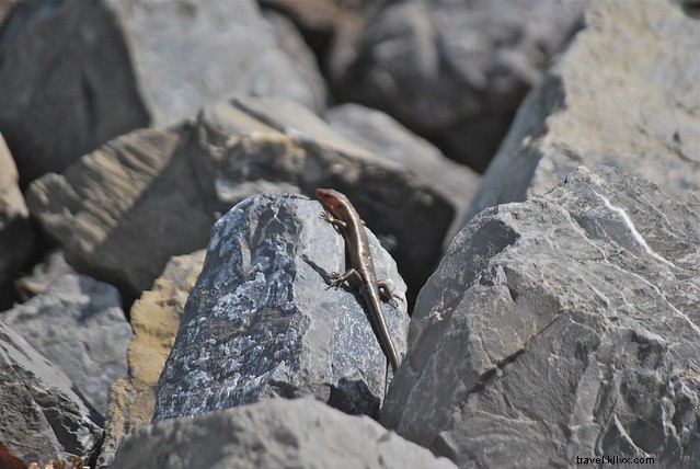 Slow Down to Spot Spring s Wildlife Signs in Virginia State Parks