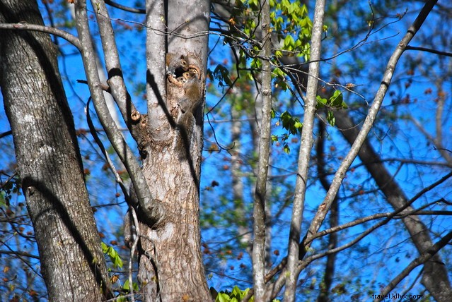Slow Down to Spot Spring s Wildlife Signs in Virginia State Parks