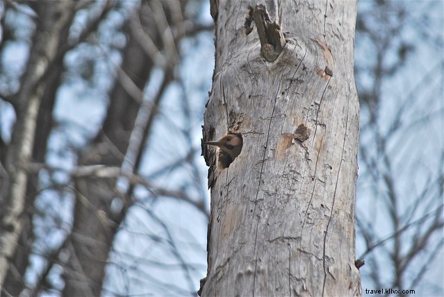 Slow Down to Spot Spring s Wildlife Signs in Virginia State Parks