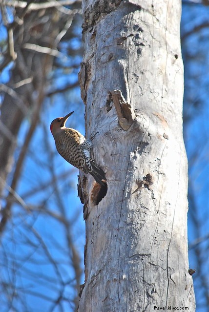 Slow Down to Spot Spring s Wildlife Signs in Virginia State Parks
