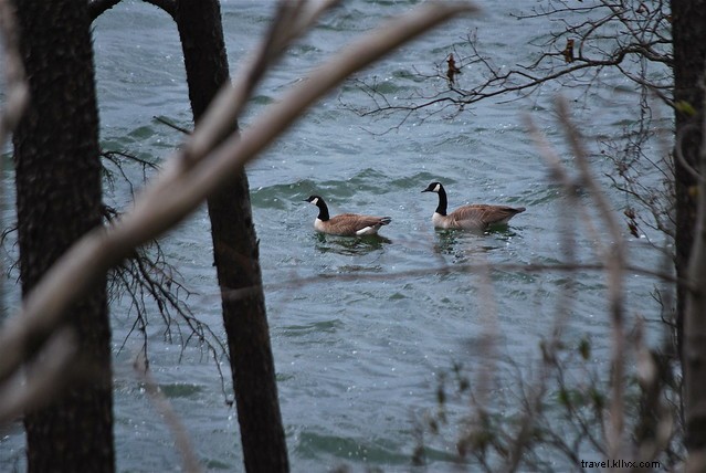 Slow Down to Spot Spring s Wildlife Signs in Virginia State Parks