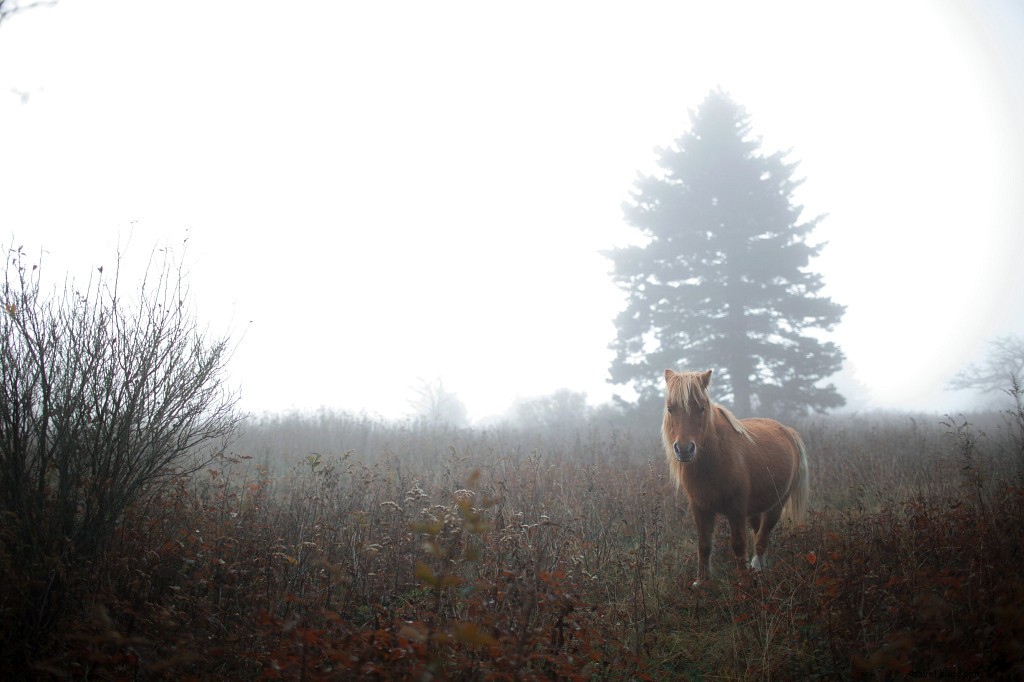 16 Stunning Instagram-Worthy Winter Destinations in Virginia for Cozy Escapes