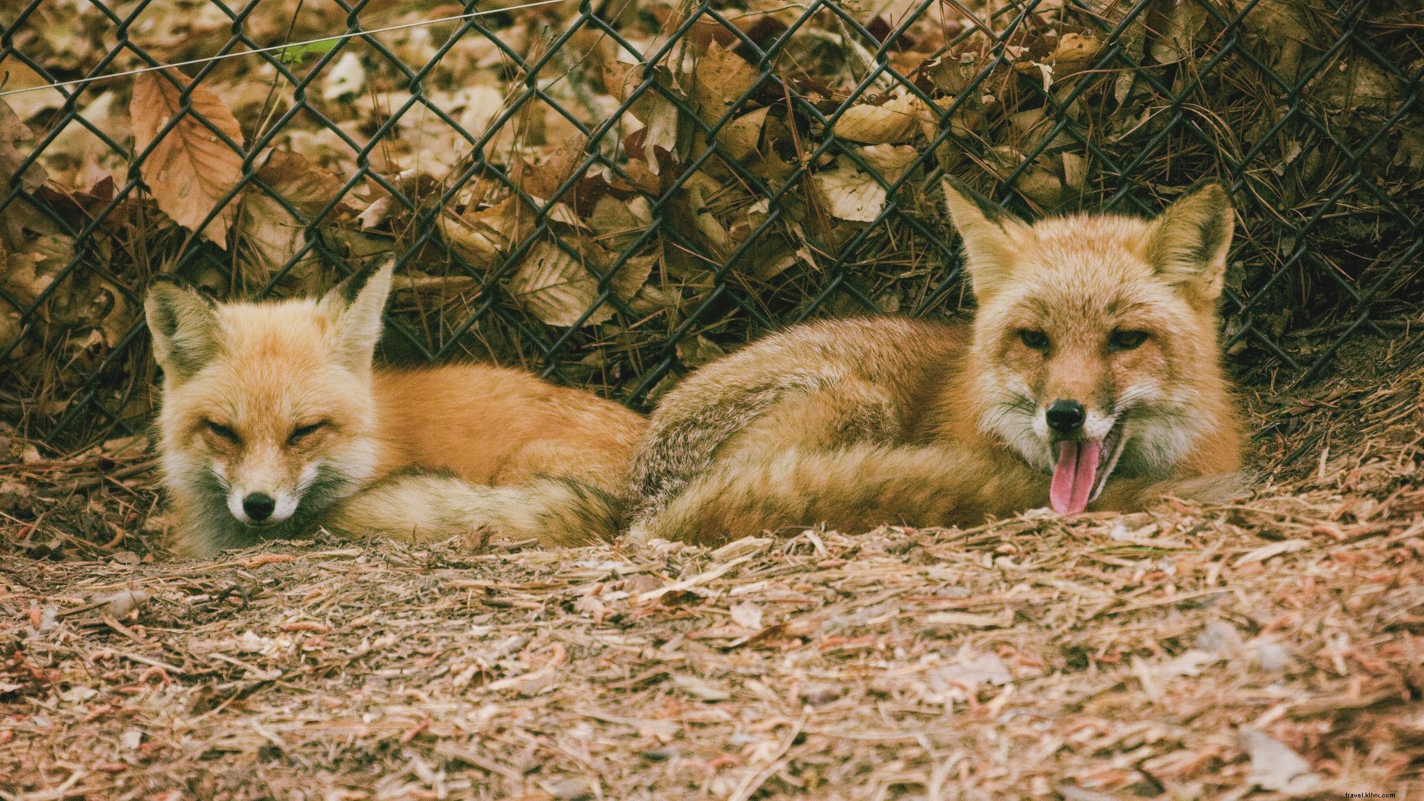 WanderLove: Ultimate Road Trip Guide from Williamsburg to Norfolk, Virginia