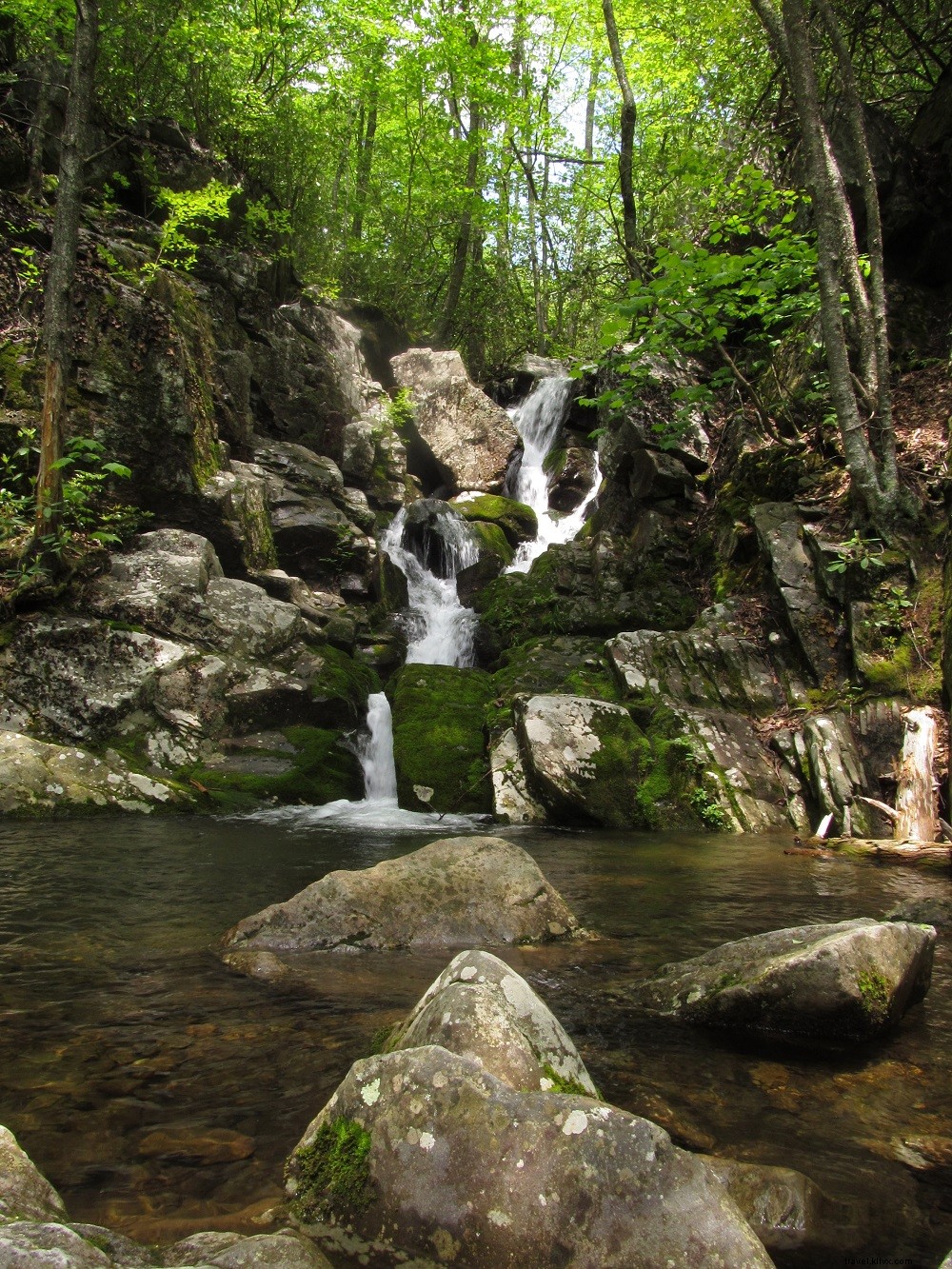Top Blue Ridge Parkway Hikes in Virginia: Trails for Every Adventure Level
