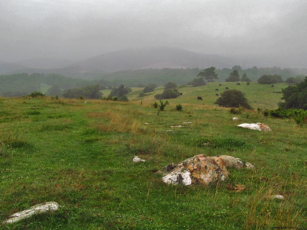 Top Blue Ridge Parkway Hikes in Virginia: Trails for Every Adventure Level