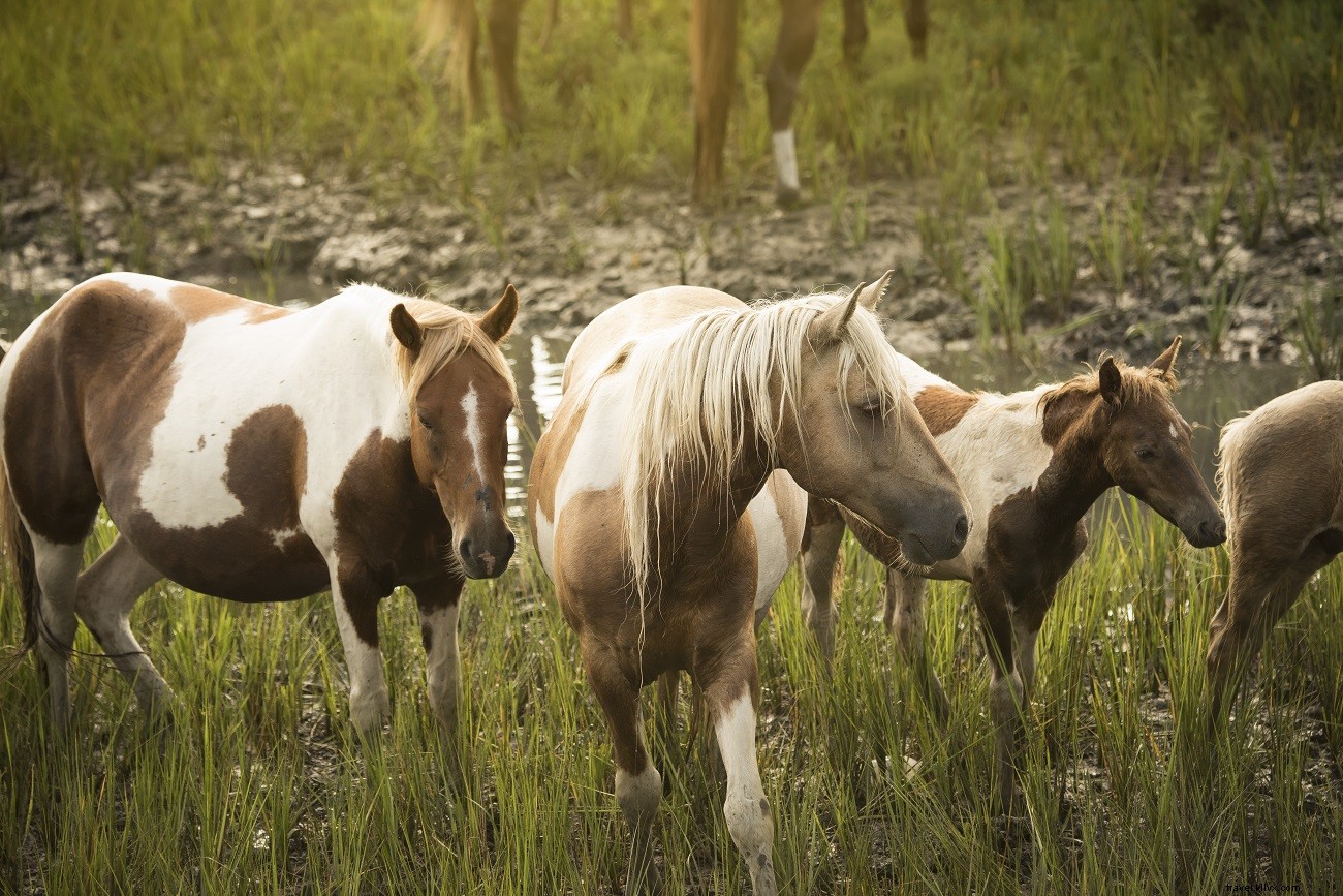 Unplug and Reconnect: 5 Screen-Free Family Vacations in Virginia