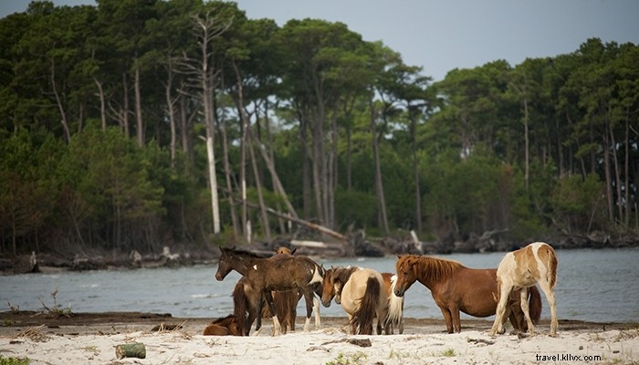 9 Epic Outdoor Vacation Ideas in Virginia for Adventure Lovers