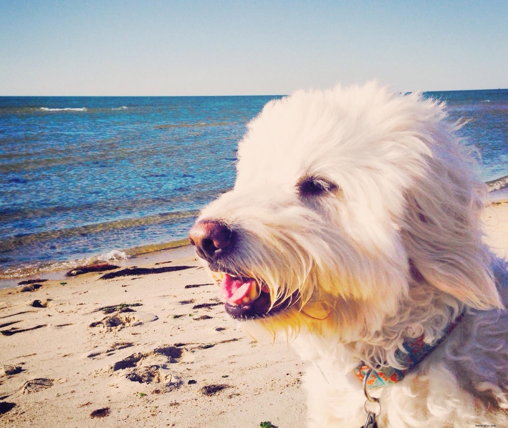 Ultimate Guide to Virginia s Pet-Friendly Beaches: Rules, Top Spots & Essential Tips
